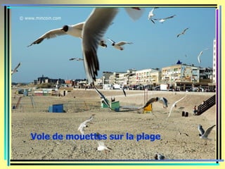 Vole de mouettes sur la plage
 