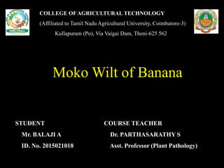 COLLEGE OF AGRICULTURAL TECHNOLOGY
(Affiliated to Tamil Nadu Agricultural University, Coimbatore-3)
Kullapuram (Po), Via Vaigai Dam, Theni-625 562
Moko Wilt of Banana
STUDENT
Mr. BALAJI A
ID. No. 2015021018
COURSE TEACHER
Dr. PARTHASARATHY S
Asst. Professor (Plant Pathology)
 