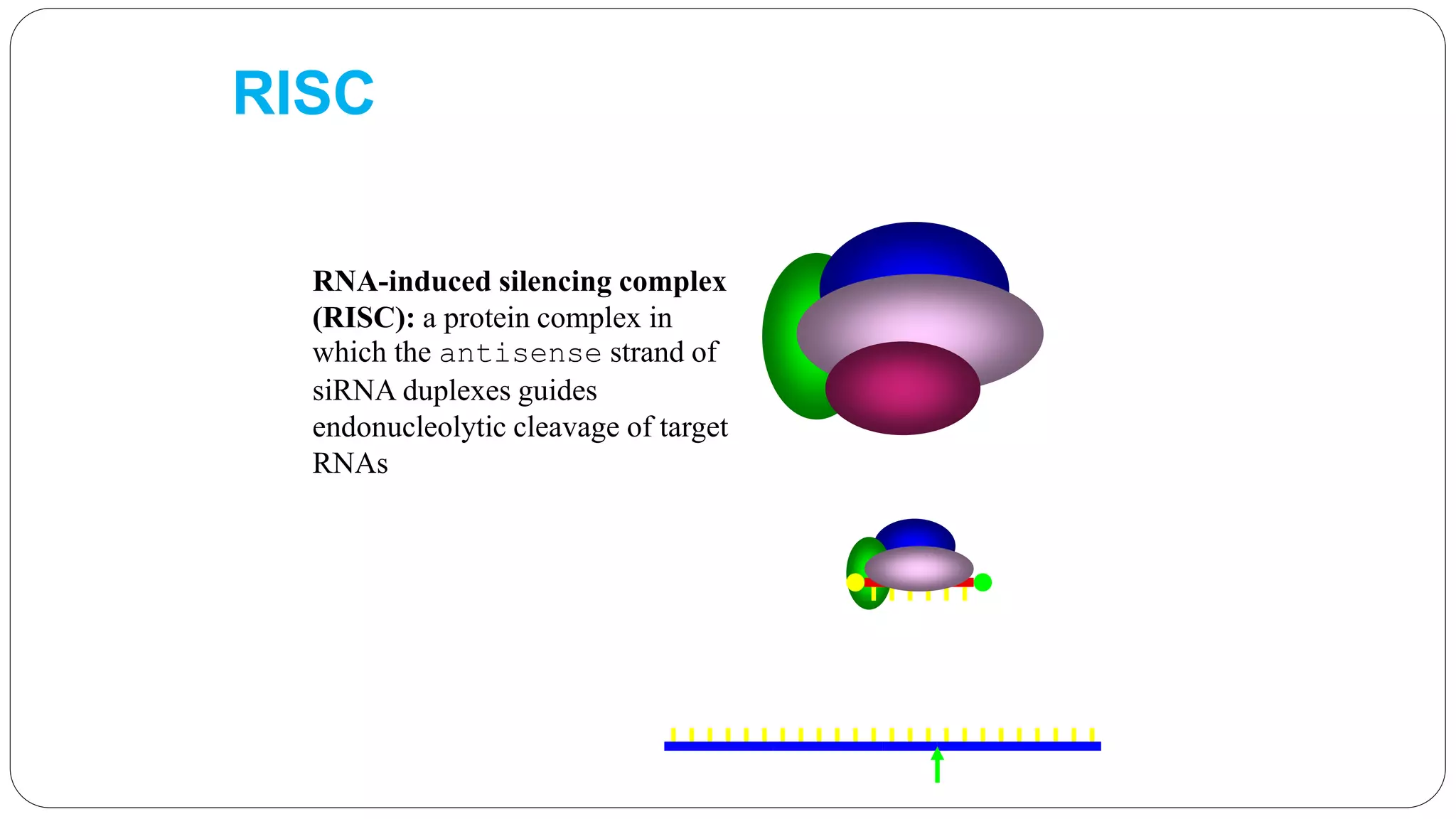 Dna Risc gene silencing-for disease managment | PPTX