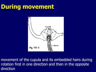 During movement
movement of the cupula and its embedded hairs during
rotation first in one direction and then in the opposite
direction
 