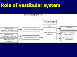 Role of vestibular system
 