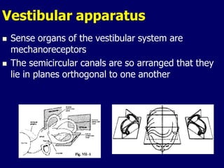 Vestibular apparatus
 Sense organs of the vestibular system are
mechanoreceptors
 The semicircular canals are so arranged that they
lie in planes orthogonal to one another
 