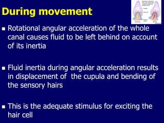 During movement
 Rotational angular acceleration of the whole
canal causes fluid to be left behind on account
of its inertia
 Fluid inertia during angular acceleration results
in displacement of the cupula and bending of
the sensory hairs
 This is the adequate stimulus for exciting the
hair cell
 