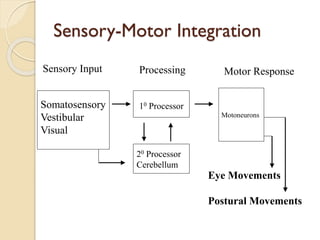 Sensory-Motor Integration
Somatosensory
Vestibular
Visual
Eye Movements
Postural Movements
10 Processor
20 Processor
Cerebellum
Motoneurons
Sensory Input Processing Motor Response
 