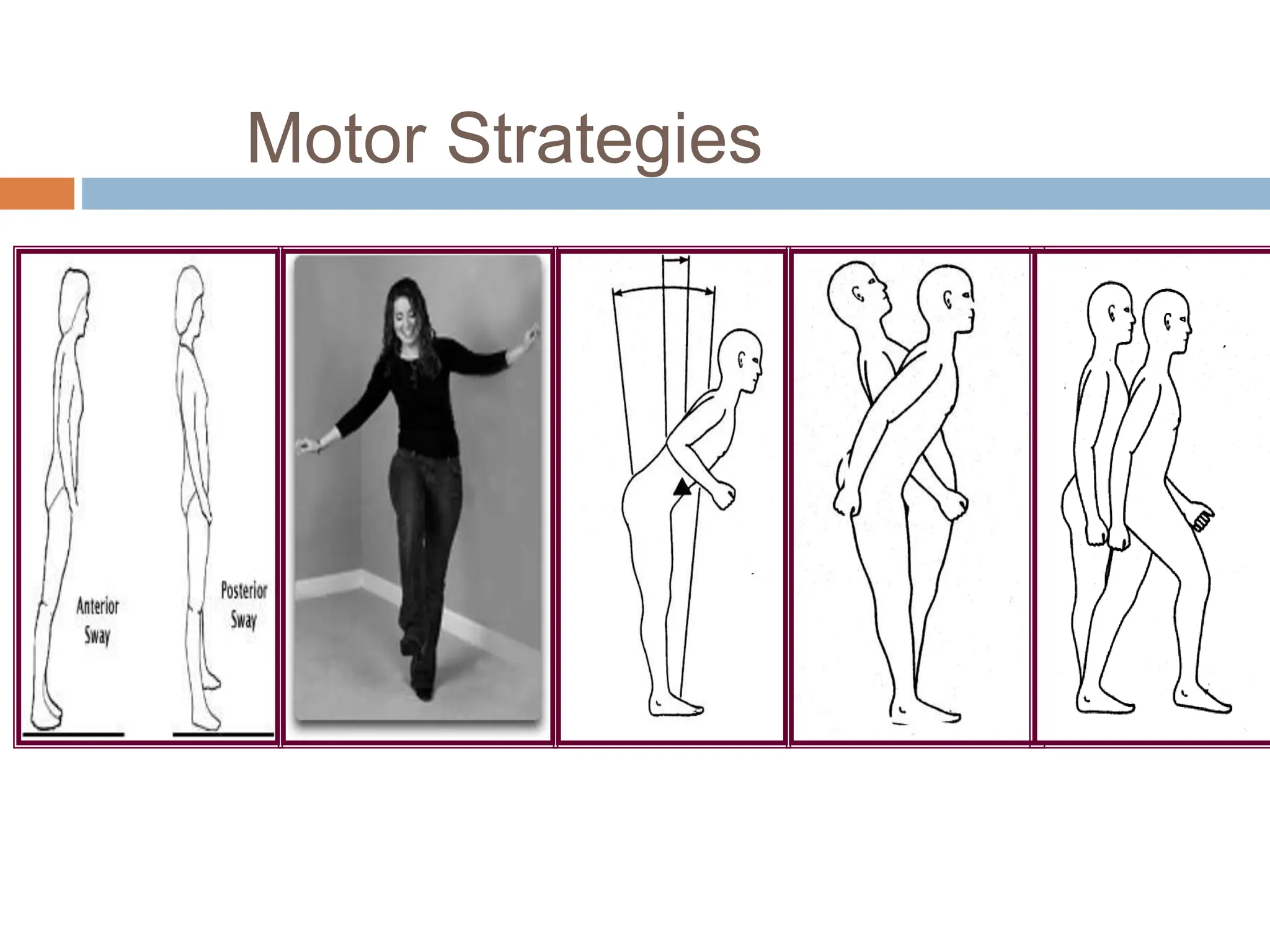 Balance and coordination in human bodies | PPTX