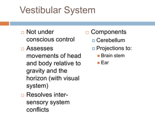Balance and coordination in human bodies | PPTX