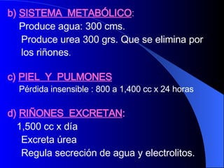 b)  SISTEMA  METABÓLICO :   Produce agua: 300 cms.  Produce urea 300 grs. Que se elimina por  los riñones .  c)  PIEL  Y  PULMONES     Pérdida insensible : 800 a 1,400 cc x 24 horas d)  RIÑONES  EXCRETAN : 1,500 cc x día  Excreta úrea Regula secreción de agua y electrolitos. 
