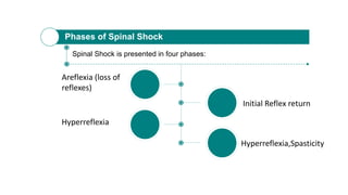 Phases of Spinal Shock
Spinal Shock is presented in four phases:
Areflexia (loss of
reflexes)
Initial Reflex return
Hyperreflexia,Spasticity
Hyperreflexia
 