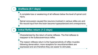 Areflexia (0-1 days)1
Spinal concussion caused the neurons involved in various reflex arc and
the neural input from the brain become hyperpolarized and unresponsive.
A complete loss or weakening of all reflexes below the level of spinal cord
injury.
Initial Reflex return (1-3 days)2
The reason reflexes return is the hypersensitivity of reflex muscles
following denervation; more receptors for neurotransmitters are
expressed and are therefore they are easier to stimulate.
Characterized by the return of some reflexes. The first reflexes to
reappear is the bulbocavernosus reflex.
 
