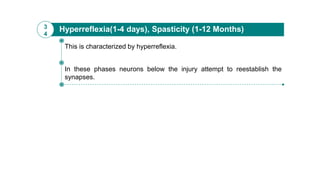 Hyperreflexia(1-4 days), Spasticity (1-12 Months)3
4
In these phases neurons below the injury attempt to reestablish the
synapses.
This is characterized by hyperreflexia.
 