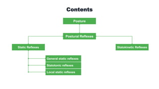Static Reflexes
Posture
General static reflexes
Contents
Postural Reflexes
Statokinetic Reflexes
Statotonic reflexes
Local static reflexes
 