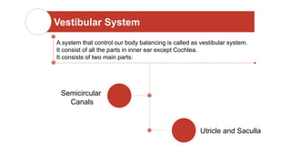 Vestibular System
A system that control our body balancing is called as vestibular system.
It consist of all the parts in inner ear except Cochlea.
It consists of two main parts:
Semicircular
Canals
Utricle and Saculla
 