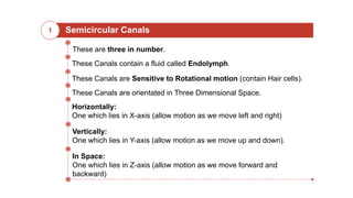 Semicircular Canals1
These Canals contain a fluid called Endolymph.
These Canals are Sensitive to Rotational motion (contain Hair cells).
These are three in number.
These Canals are orientated in Three Dimensional Space.
Horizontally:
One which lies in X-axis (allow motion as we move left and right)
Vertically:
One which lies in Y-axis (allow motion as we move up and down).
In Space:
One which lies in Z-axis (allow motion as we move forward and
backward)
 