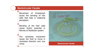 Semicircular Canals
Movement of Endolymph
cause the bending of hair
cells that help in rotational
perception.
Bending of the Hair cells
cause Action potential in
Nerves of Vestibular system.
Our clockwise movement
cause the fluid to move in
clockwise direction and vice
versa. Semicircular Canals
 