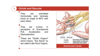 Utricle and Saccule2
They are orientated
Horizontally and Vertically
(have an angle of 900C with
each other).
They are involve in
perception of Gravitational
Pull, Acceleration and
Deacceleration.
These are ''Otolith Organs''
which means ''Ear Stone'' so
are called Little Rock Organs.
Semicircular Canals
 