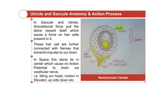 Utricle and Saccule Anatomy & Action Process
In Saccule and Utricle,
Gravitational force pull the
stone toward itself which
cause a force on hair cells
present in it.
These hair cell are further
connected with Nerves that
transmit impulse to our brain.
In Space this stone lie in
center which cause no Action
Potential to brain via
vestibular nerve.
i.e. tilting our head, motion in
Elevator, up side down etc.
Semicircular Canals
 
