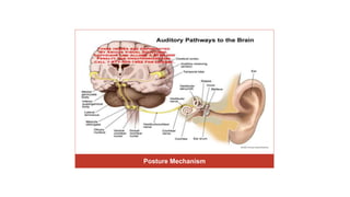 Posture Mechanism
Skin
Afferent Nerve
Efferent Nerve
Spinal Cord
Muscle
 