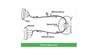 Posture Mechanism
Skin
Afferent Nerve
Efferent Nerve
Spinal Cord
Muscle
 