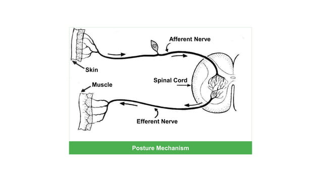 Balance and posture along with Vestibular System | PPTX
