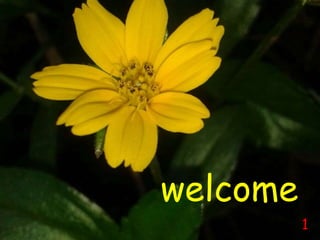 welcome
1
 