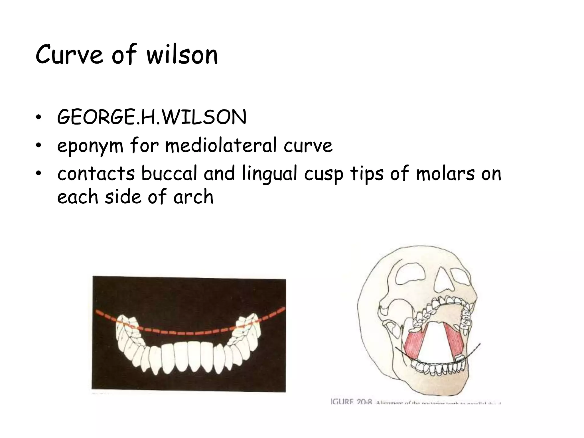 Curve of wilson 
• GEORGE.H.WILSON 
• eponym for mediolateral curve 
• contacts buccal and lingual cusp tips of molars on 
each side of arch 
 