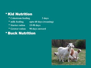 Buck Ration Balanced Ration for Bucks Balanced Ration for Bucks.ppt