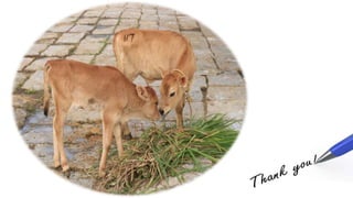 Balanced ration suresh