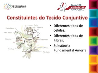 • Diferentes tipos de
células;
• Diferentes tipos de
Fibras;
• Substância
Fundamental Amorfa.
 