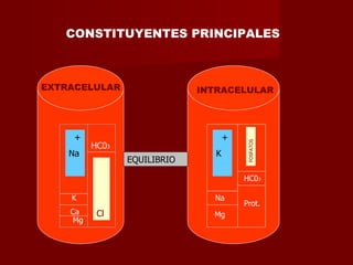 + Na - Cl + K HC0 3 Mg  Ca  K  Mg  Na  Prot. HC0 3 CONSTITUYENTES PRINCIPALES EXTRACELULAR INTRACELULAR FOSFATOS EQUILIBRIO 