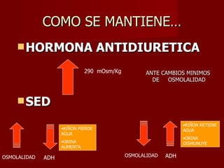 COMO SE MANTIENE… HORMONA ANTIDIURETICA  SED 290  mOsm/Kg OSMOLALIDAD ADH OSMOLALIDAD ADH RIÑON RETIENE AGUA ORINA DISMUNUYE RIÑON PIERDE AGUA ORINA AUMENTA ANTE CAMBIOS MINIMOS  DE  OSMOLALIDAD 