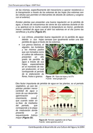 Foro Peruano para el Agua—GWP Perú
32 Contribuyendo al desarrollo de una Cultura del Agua y la GIRH
de las mismas, específicamente del mecanismo a oponer resistencia a
la transpiración a través de los estomas de las hojas (los estomas son
las células que permiten el intercambio de dióxido de carbono y oxígeno
con el exterior).
Existen plantas que presentan una buena regulación en la pérdida de
agua, a través de mecanismos de cierre de sus estomas durante el día
y su apertura en la noche cuando la temperatura es menor, perdiendo
menor cantidad de agua que al abrir los estomas en el día (como las
xerofíticas y la piña) (Figura 21).
 Los cítricos, presentan buena regulación en la perdida de agua
debido a sus hojas cerosas que igualmente evitan una alta
perdida de agua a través de los estomas.
 Los granos básicos, el
algodón, las hortalizas
y los mismos pastos
que son tomados como
el cultivo de referencia,
presentan un alto
grado de perdida de
agua a través de sus
hojas, especialmente
en el momento de ma-
yor producción, el cual
corresponde al periodo
de la elaboración de
flores, frutos o granos. Figura 21. Tipos de hojas y la ETo
Fuente: www.google.com
Otro factor importante de pérdida de agua en las plantas, es el periodo
vegetativo, ya que las
plantas pierden menor
cantidad de agua a
inicio de sus desarrollo
(germinación y
crecimiento inicial),
que cuando están en
su fase de mediados
del periodo, que
corresponde a la etapa
de maduración donde
presenta un
requerimiento hídrico
mayor (Figura 22).
Figura 22. Período vegetativo de la Papa
Fuente:: www.agrarias.uach.cl
Piña Cítrico
Algodón Hortalizas
 