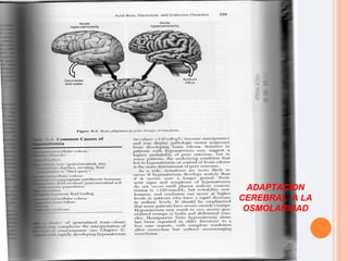 ADAPTACION CEREBRAL  A LA OSMOLARIDAD 