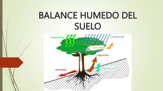 BALANCE HUMEDO DEL
SUELO
 