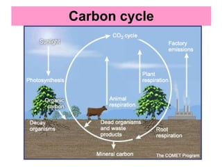 Carbon cycle 