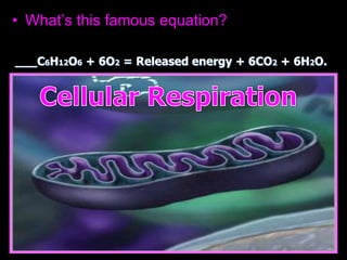 • What’s this famous equation?
• Can you balance it?
___C6H12O6 + 6O2 = Released energy + 6CO2 + 6H2O.
 