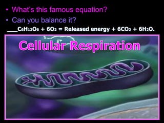 • What’s this famous equation?
• Can you balance it?
___C6H12O6 + 6O2 = Released energy + 6CO2 + 6H2O.
 