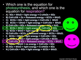 • Which one is the equation for
photosynthesis, and which one is the
equation for respiration?
• A) 6O2 + 6H2O + light energy = C12H6O6 + 6O2
• B) C6H12O6 + O2 = Released energy + 6CO2 + 6H2O.
• C) 6CO2 + 6O2 + light energy = C6H12O6 + 6H2O
• D) 6CO2 + 12H2O + light energy = C6H12O6 + 6H2O
• E) C6H12O6 + 6O2 = Released energy + 6O2 + H2O.
• F) 6CO2 + 6H2O + light energy = C6H12O6 + 6O2
• G) 6CO2 + 6H2O + light energy = C6H12O6 + 6CO2
• H) C6H12O6 + 6CO2 = Released energy + 6CO2 + 6H2O.
• I) 6CO2 + 6H6O + light energy = C6H12O6 + 6O2
• J) 6CO2 + 6H2O + light energy = CH12O6 + 6CO2
• K) C6H12O6 + 6O2 = Released energy + 6CO2 + 6H2O.
• L) 6CO2 + 6H2O + no energy = C6H12O6 + 6O2
• M) 6O2 + 6H2O + light energy = C12H6O6 + 6O2
• N.) C6H12O6 + 6O2 = light energy + 6CO2 + 6H2O.
Copyright © 2010 Ryan P. Murphy
 