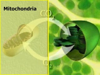 Mitochondria
 