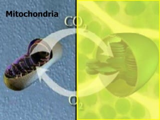 Mitochondria
 