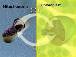 Mitochondria Chloroplast
 