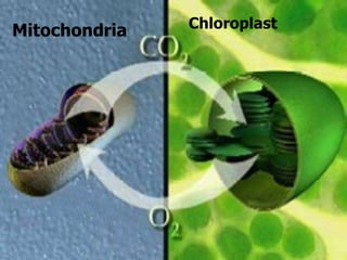 Mitochondria Chloroplast
 