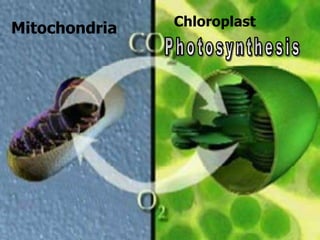 Mitochondria Chloroplast
 