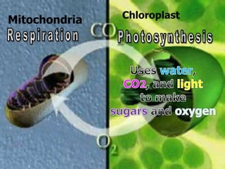 Mitochondria Chloroplast
 