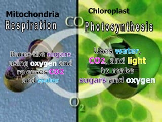 Mitochondria Chloroplast
 