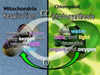 Mitochondria Chloroplast
 
