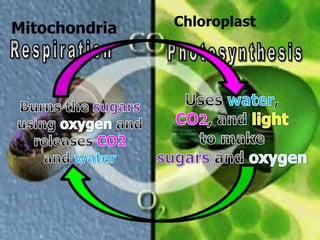Mitochondria Chloroplast
 
