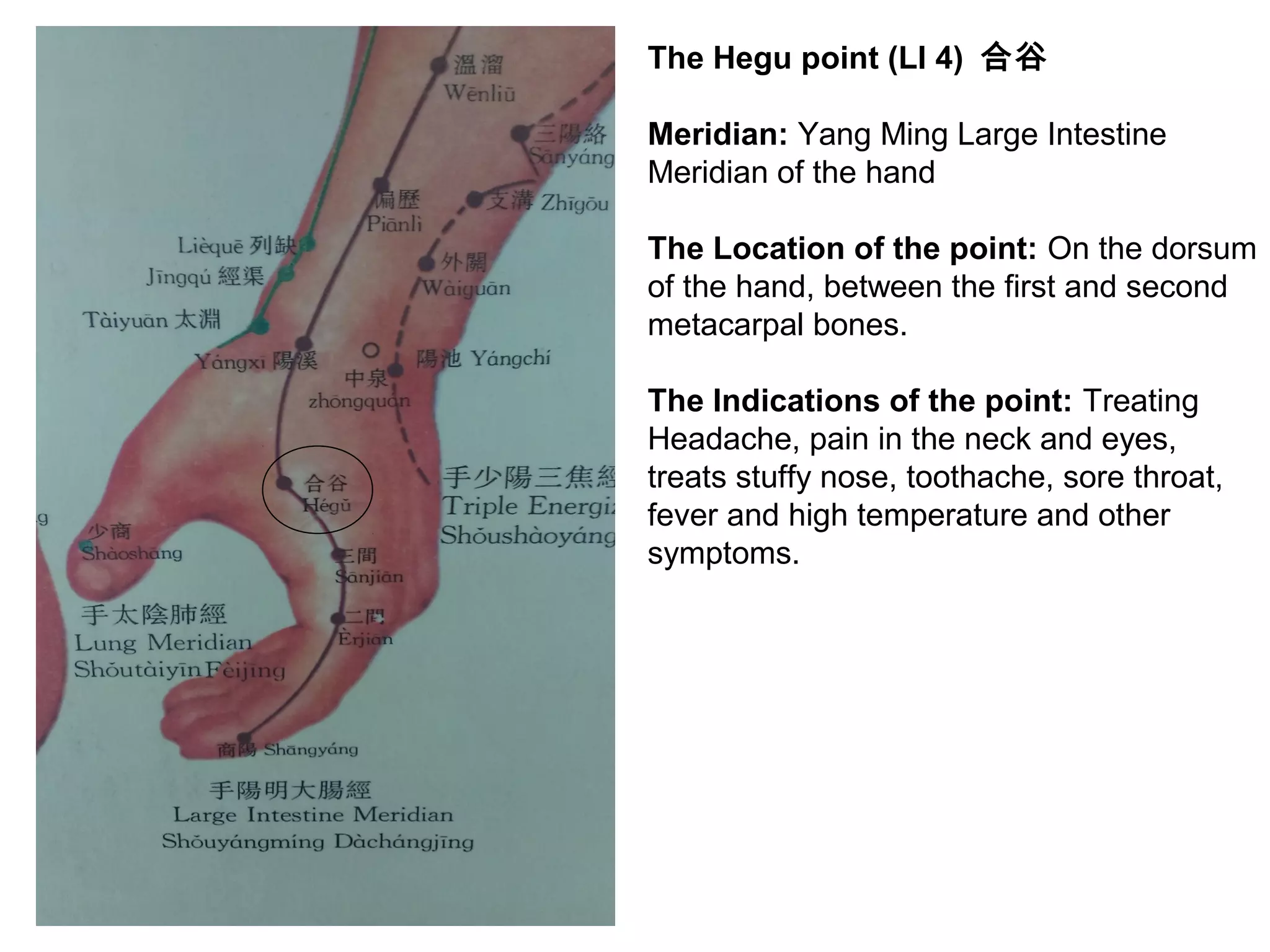 The Hegu point (LI 4) 合谷
Meridian: Yang Ming Large Intestine
Meridian of the hand
The Location of the point: On the dorsum
of the hand, between the first and second
metacarpal bones.
The Indications of the point: Treating
Headache, pain in the neck and eyes,
treats stuffy nose, toothache, sore throat,
fever and high temperature and other
symptoms.
 