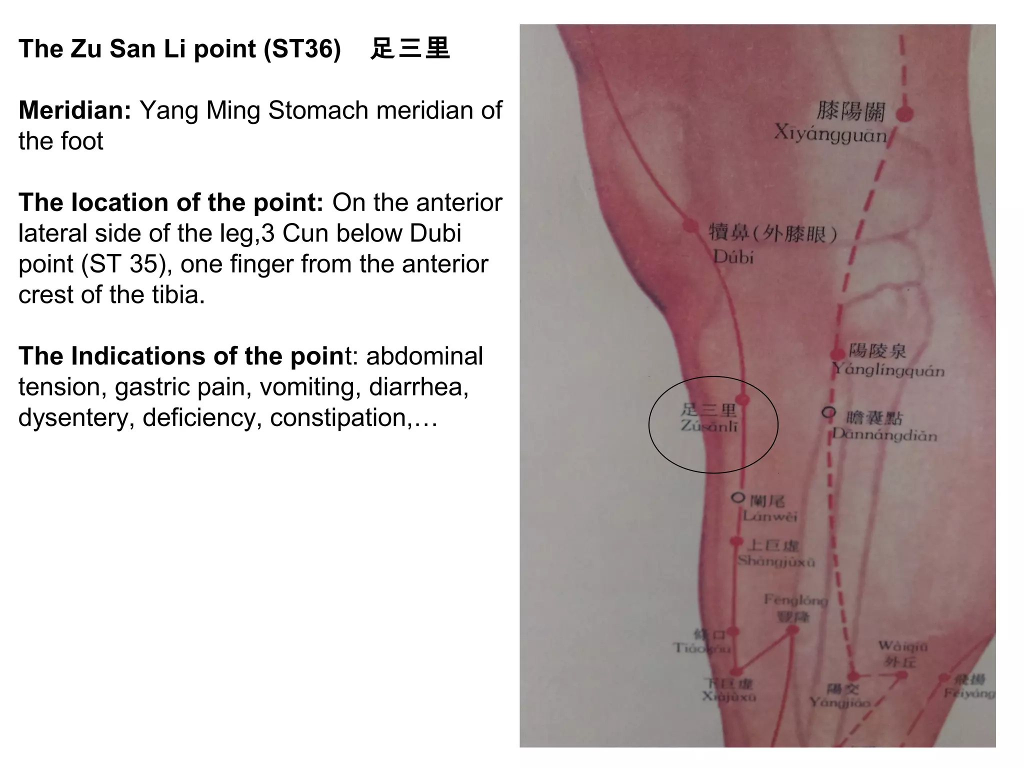 The Zu San Li point (ST36) 足三里
Meridian: Yang Ming Stomach meridian of
the foot
The location of the point: On the anterior
lateral side of the leg,3 Cun below Dubi
point (ST 35), one finger from the anterior
crest of the tibia.
The Indications of the point: abdominal
tension, gastric pain, vomiting, diarrhea,
dysentery, deficiency, constipation,…
 
