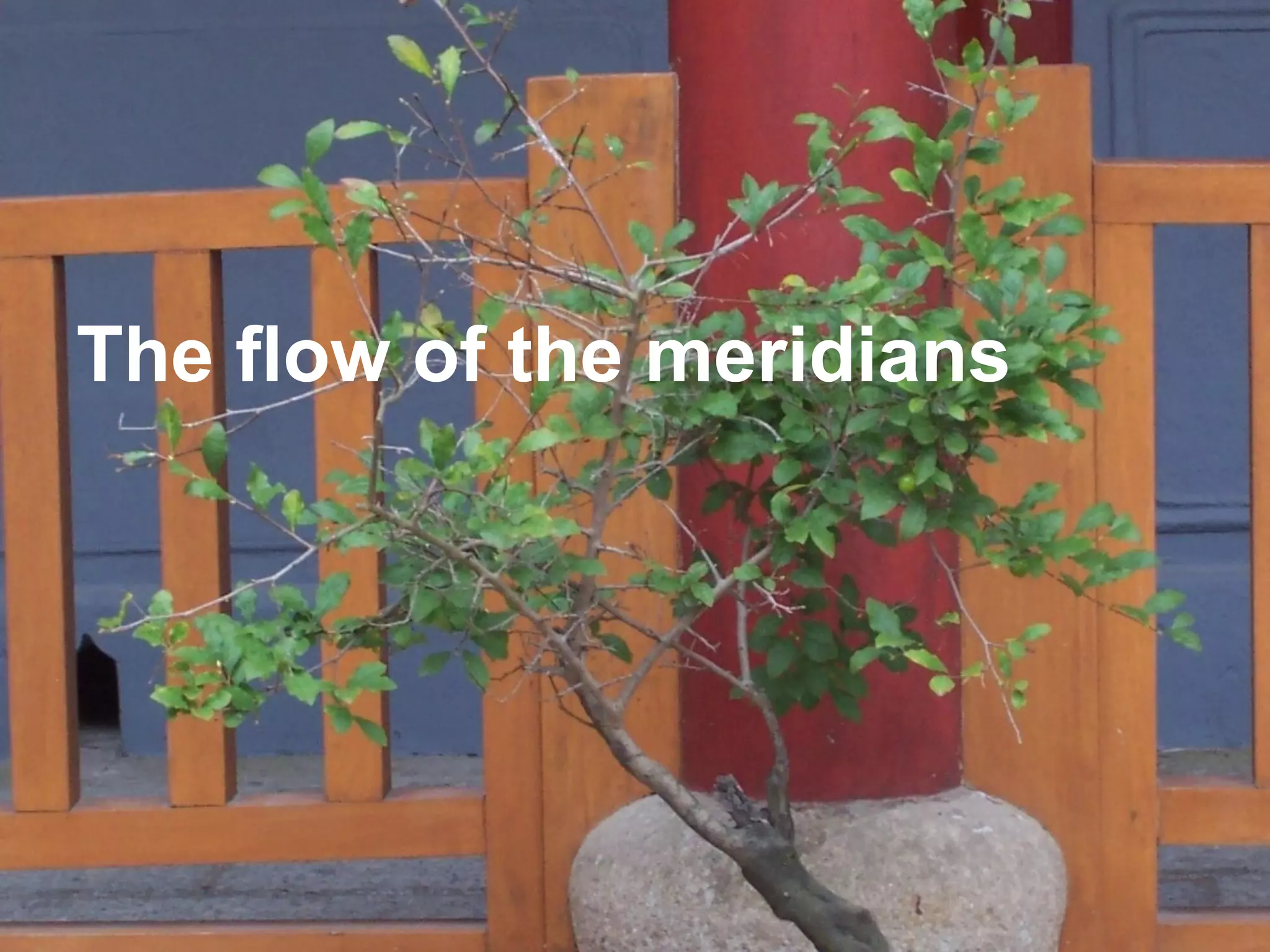 The flow of the meridians
 