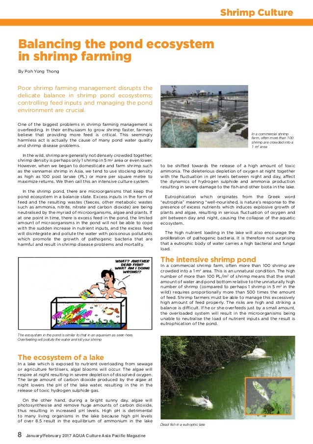 Balancing the pond ecosystem in shrimp farming
